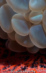Bubble Coral by Larissa Roorda 